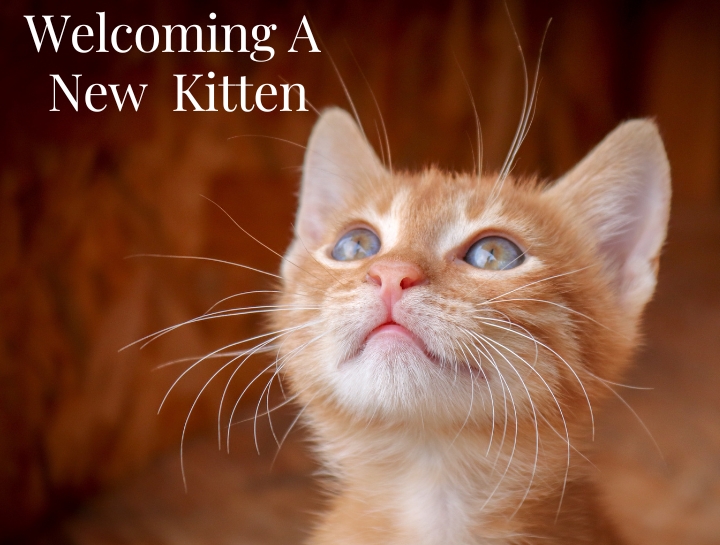 How to acclimate a best sale new kitten